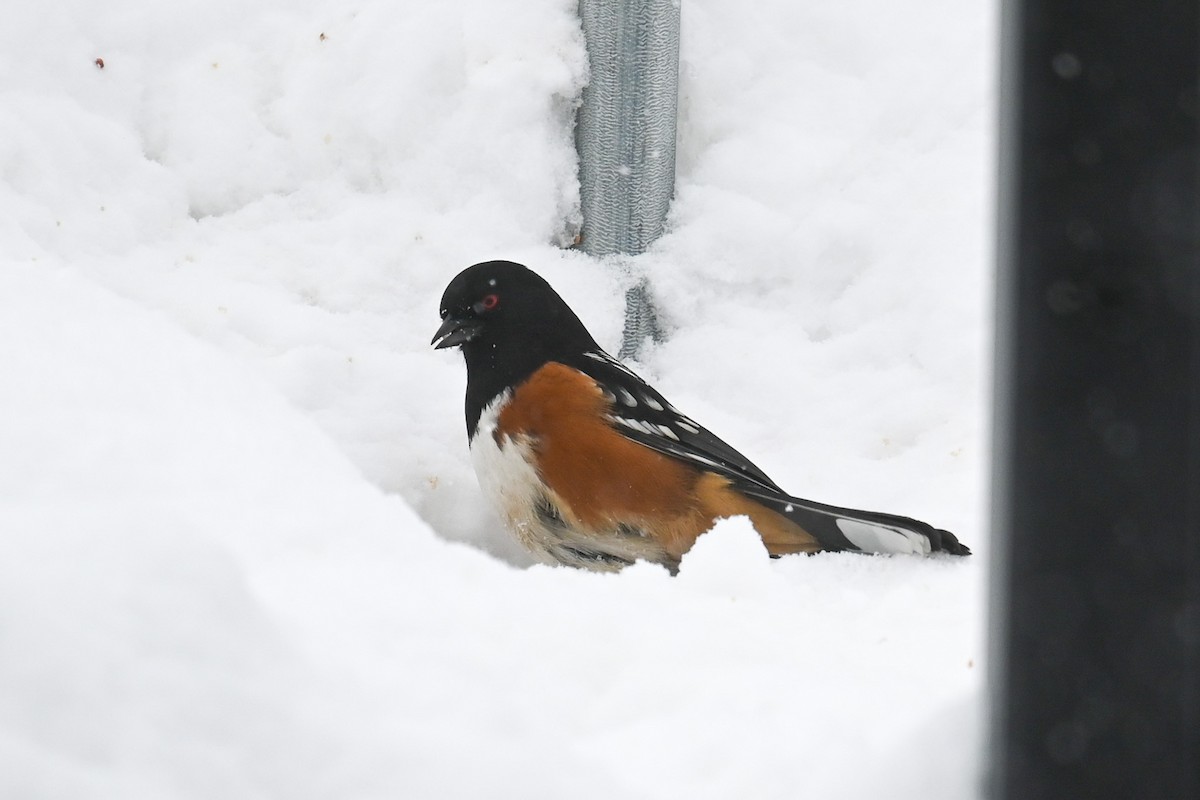 Spotted Towhee - ML540850781