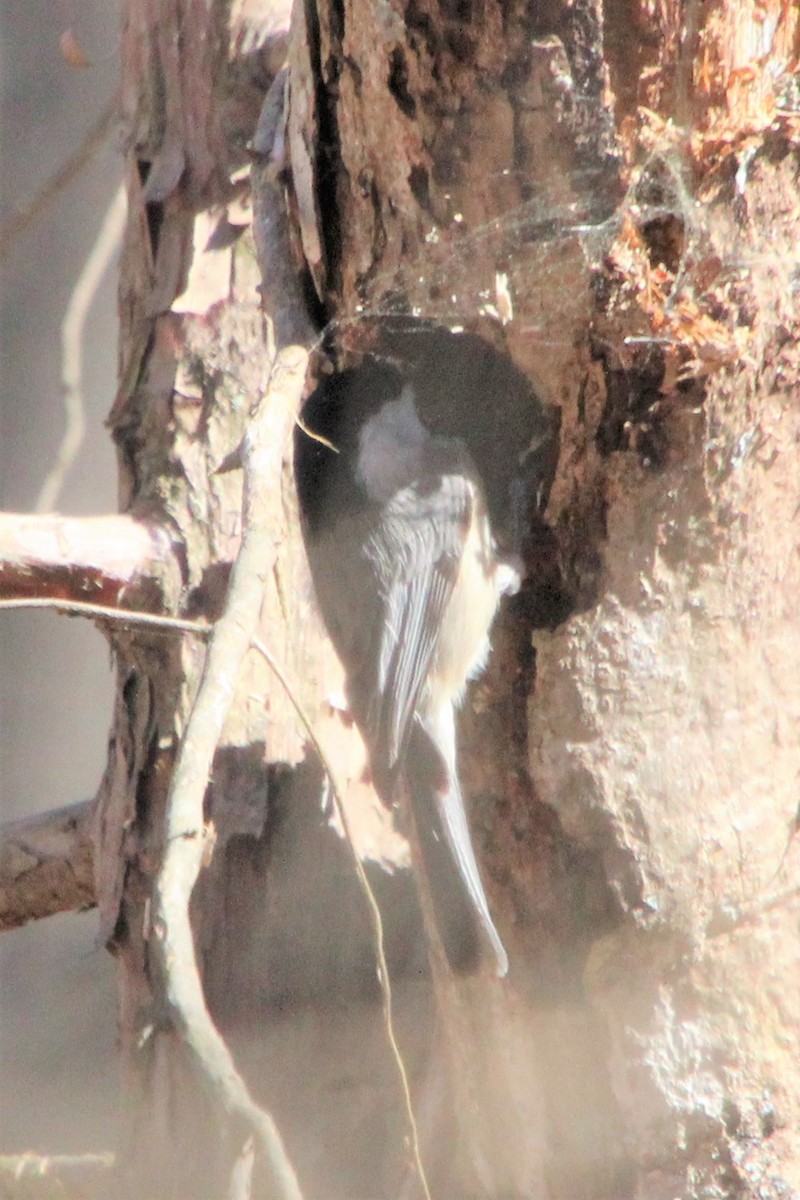 Carolina Chickadee - ML540850981