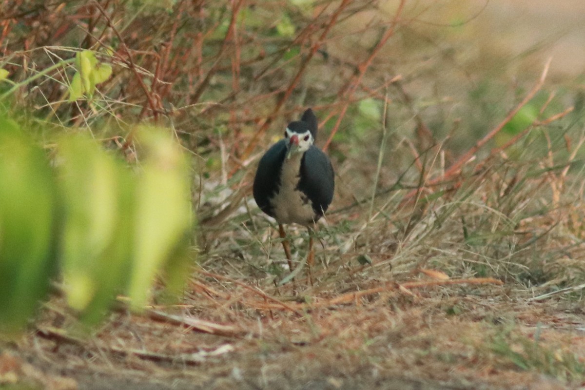 White-breasted Waterhen - ML540852451