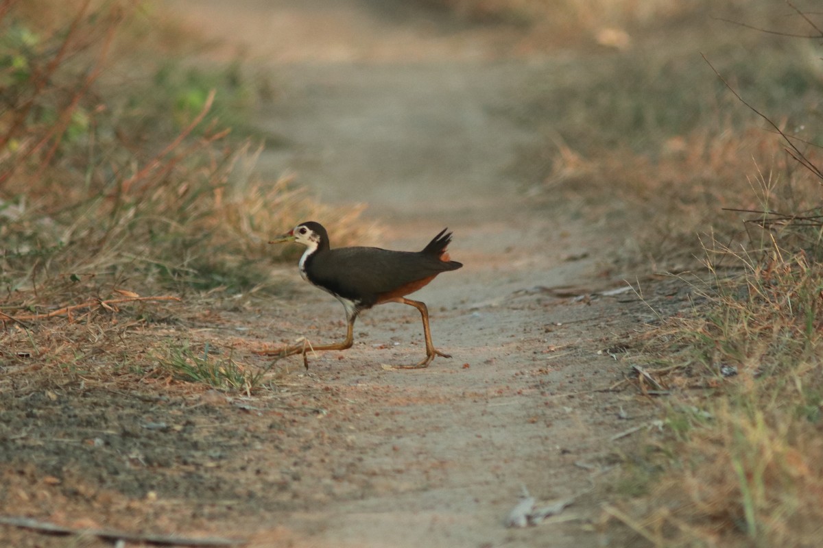 White-breasted Waterhen - Lekshmi  Jayakumar