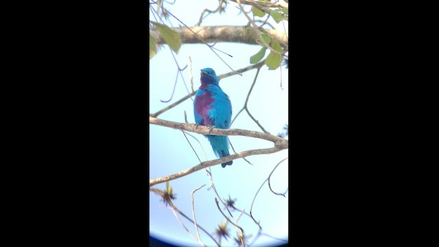 Cotinga turquoise - ML540854751