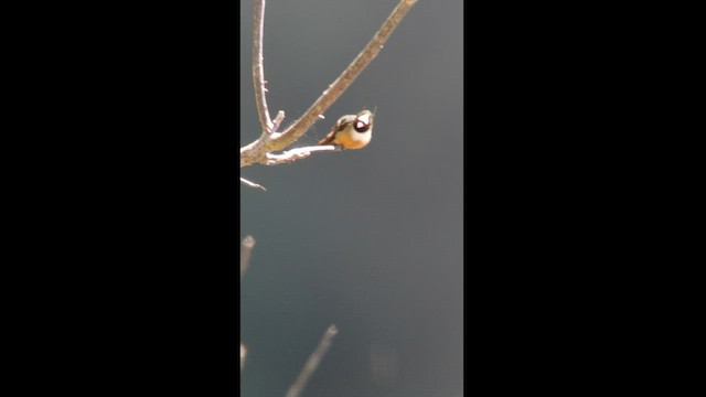 White-crested Coquette - ML540855921