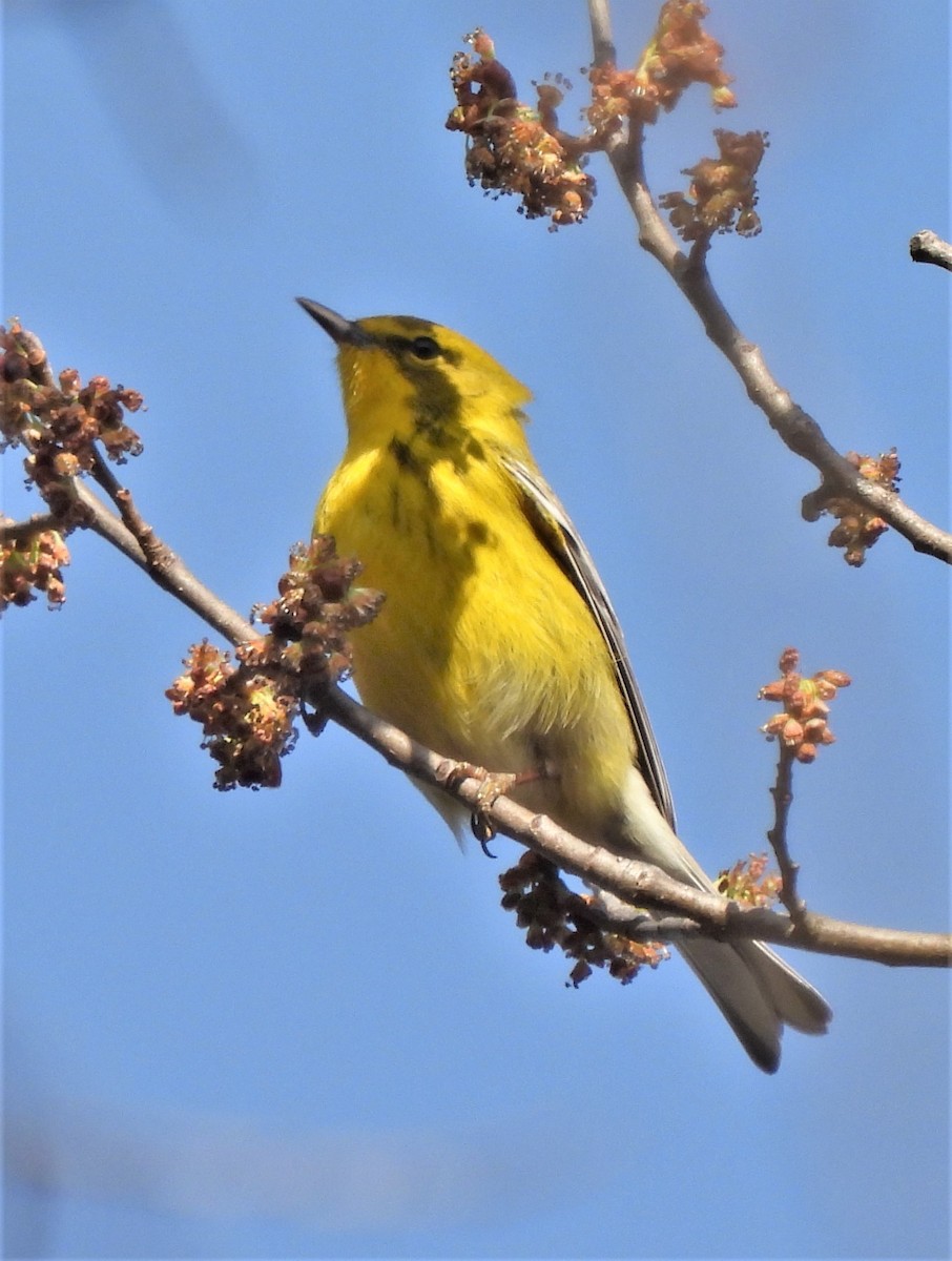 Pine Warbler - ML540856481