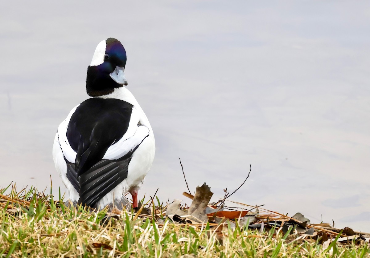 Bufflehead - ML540858121