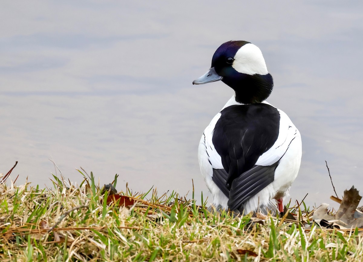Bufflehead - ML540858131