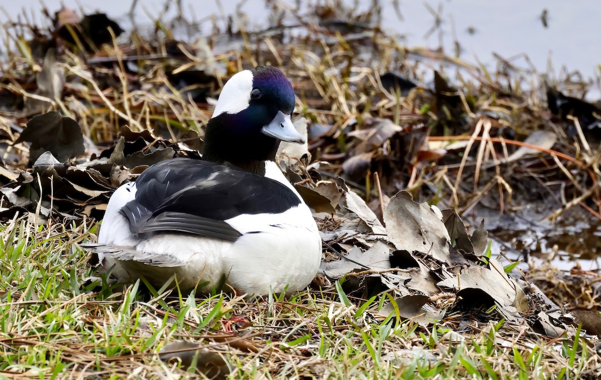 Bufflehead - ML540858141