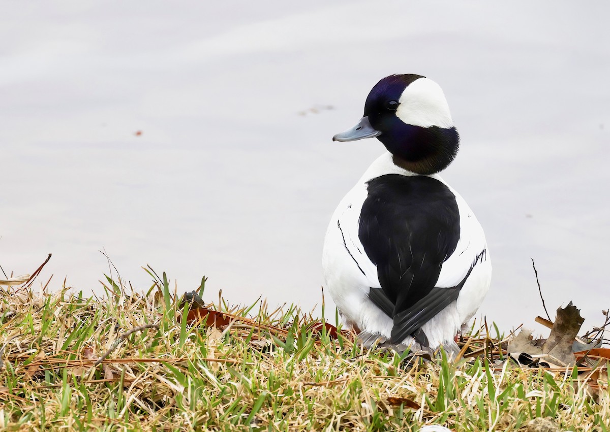 Bufflehead - ML540858151