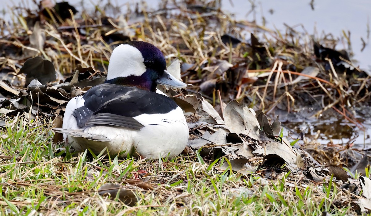 Bufflehead - ML540858161