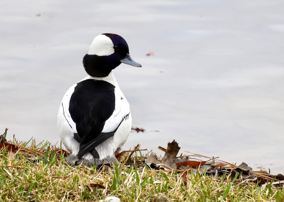 Bufflehead - ML540858171