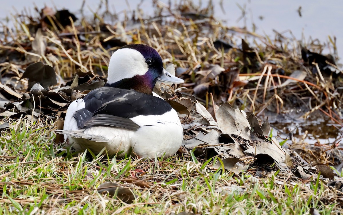 Bufflehead - ML540858191