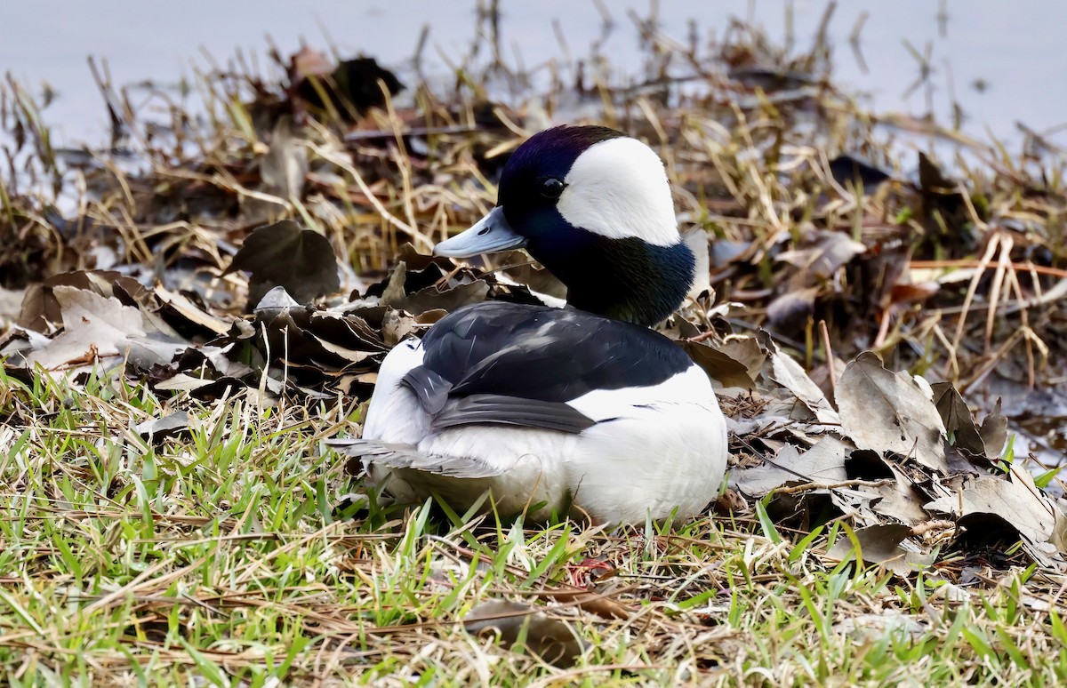 Bufflehead - ML540858201