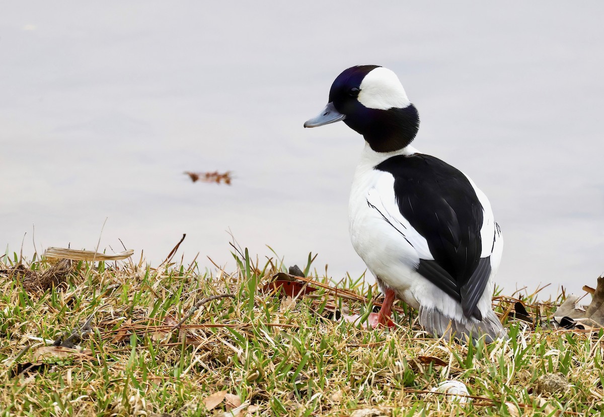 Bufflehead - ML540858221