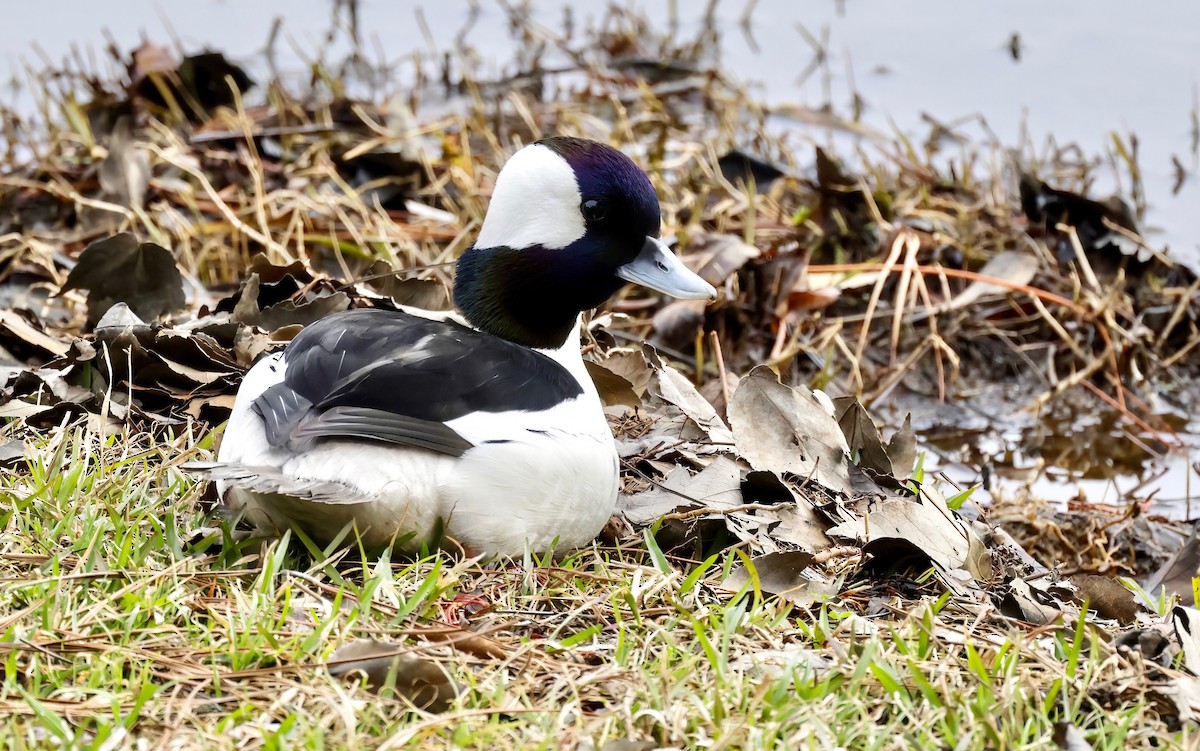 Bufflehead - ML540858241