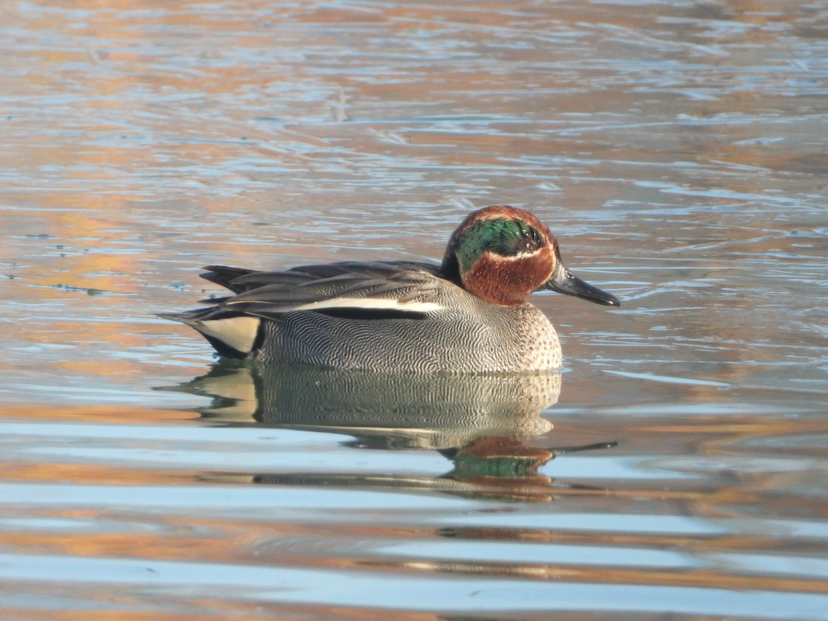 Green-winged Teal - ML540858621