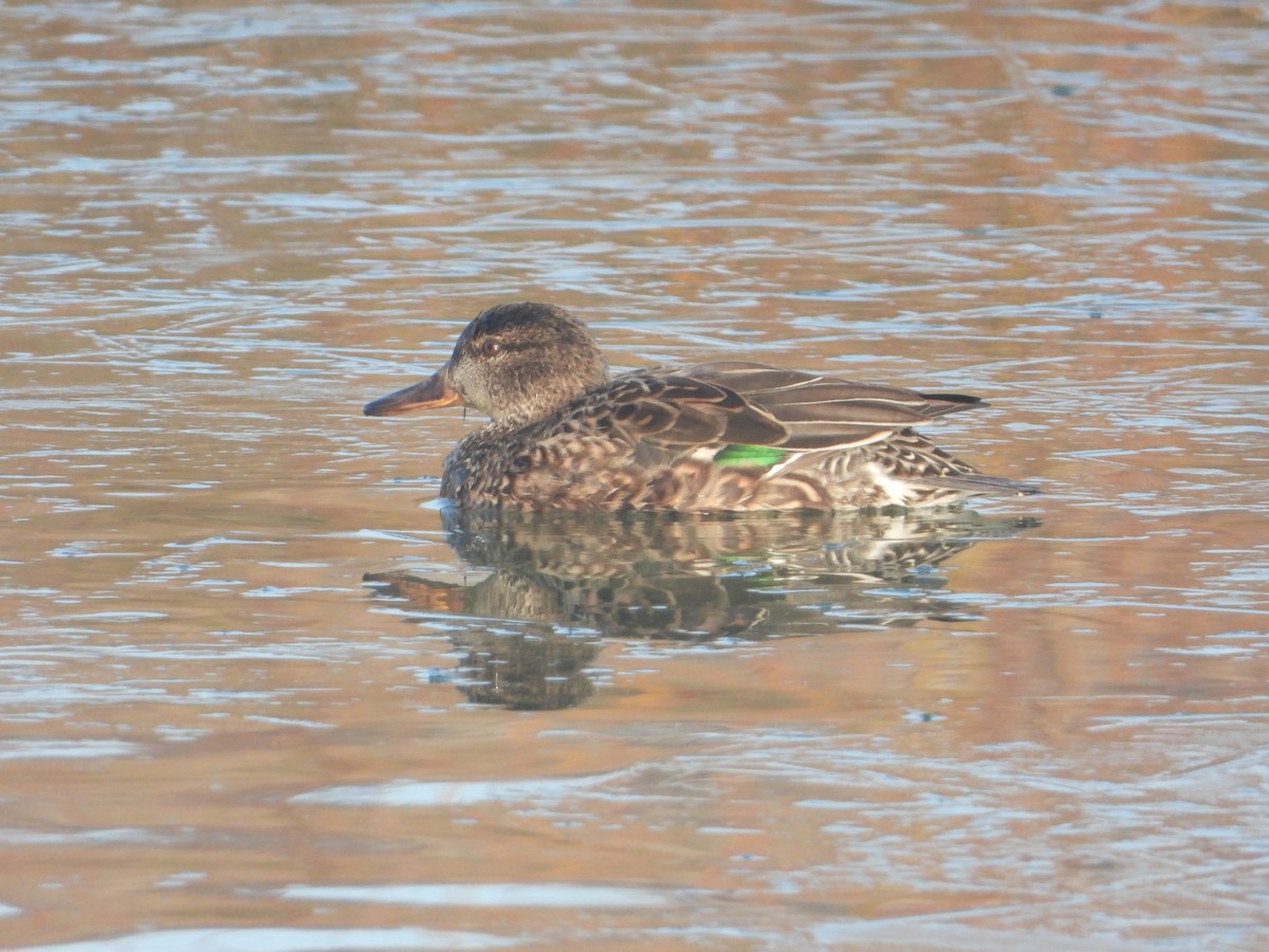 Green-winged Teal - ML540858671