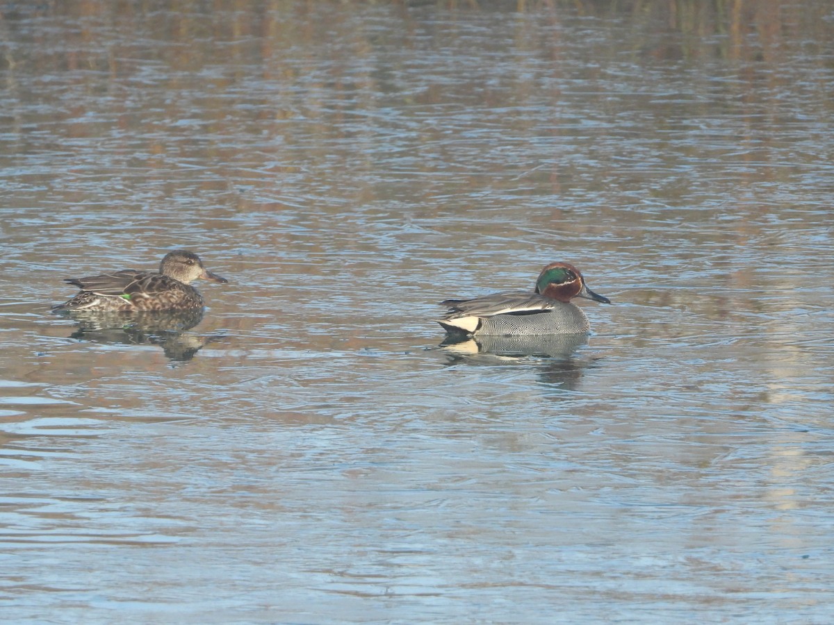 Green-winged Teal - ML540858781