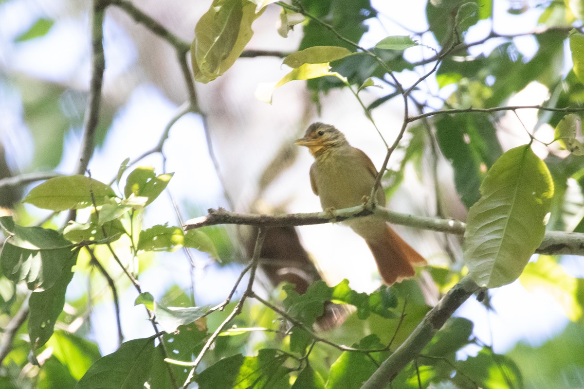 Rufous-tailed Foliage-gleaner - ML540858811