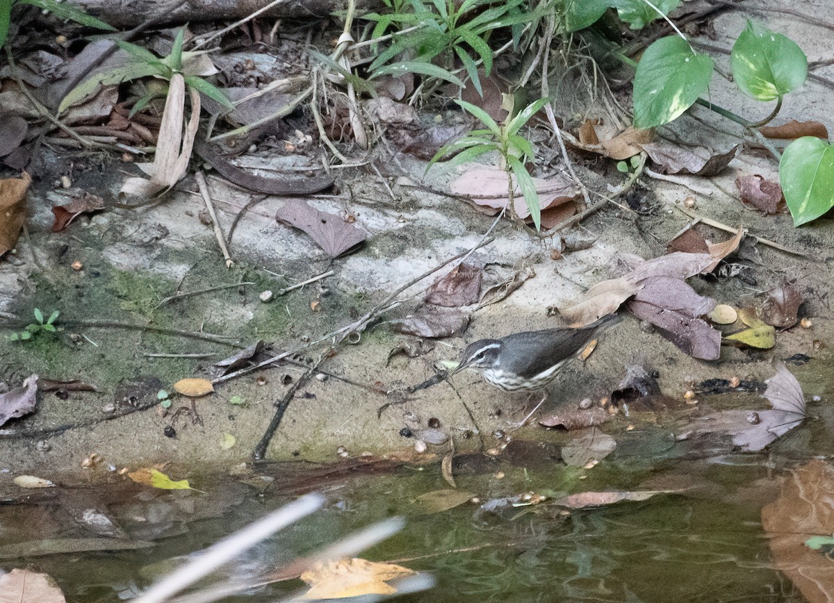 Louisiana Waterthrush - ML540859061