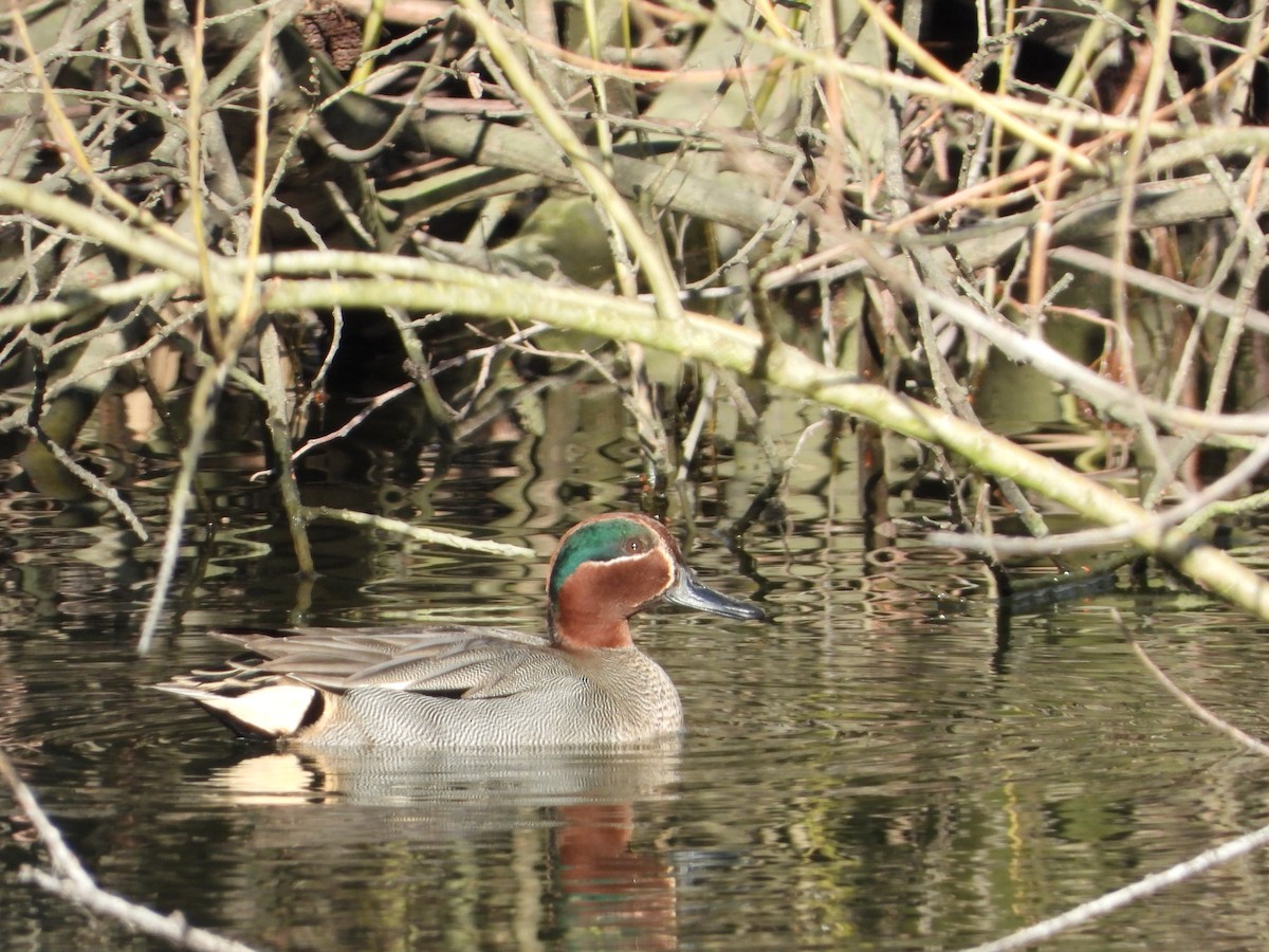 Green-winged Teal - ML540860221
