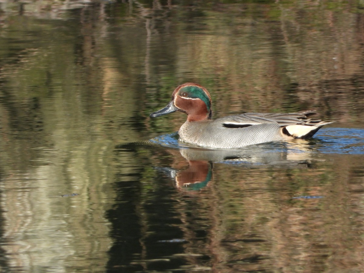 Green-winged Teal - ML540860351