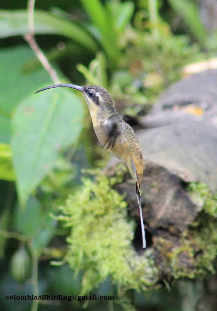 Tawny-bellied Hermit - ML540861041