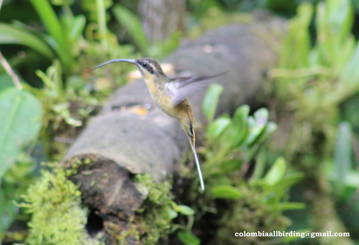 Tawny-bellied Hermit - ML540861151
