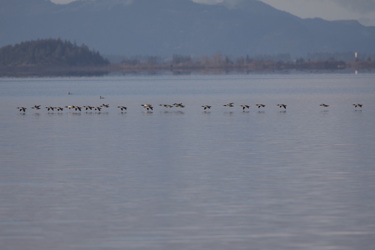 Common Merganser - ML540862741