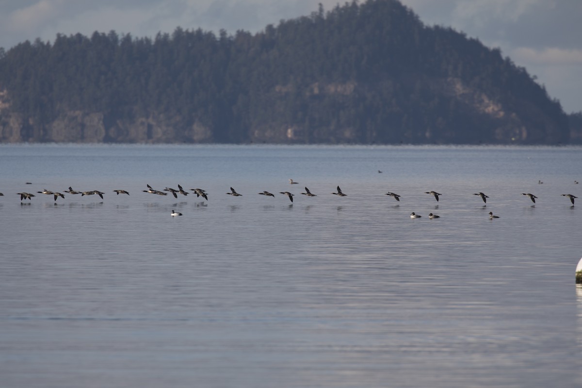 Common Merganser - ML540862751