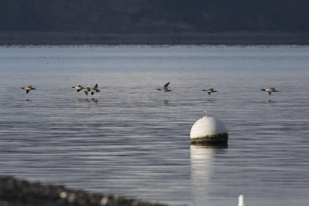 Common Merganser - ML540862761