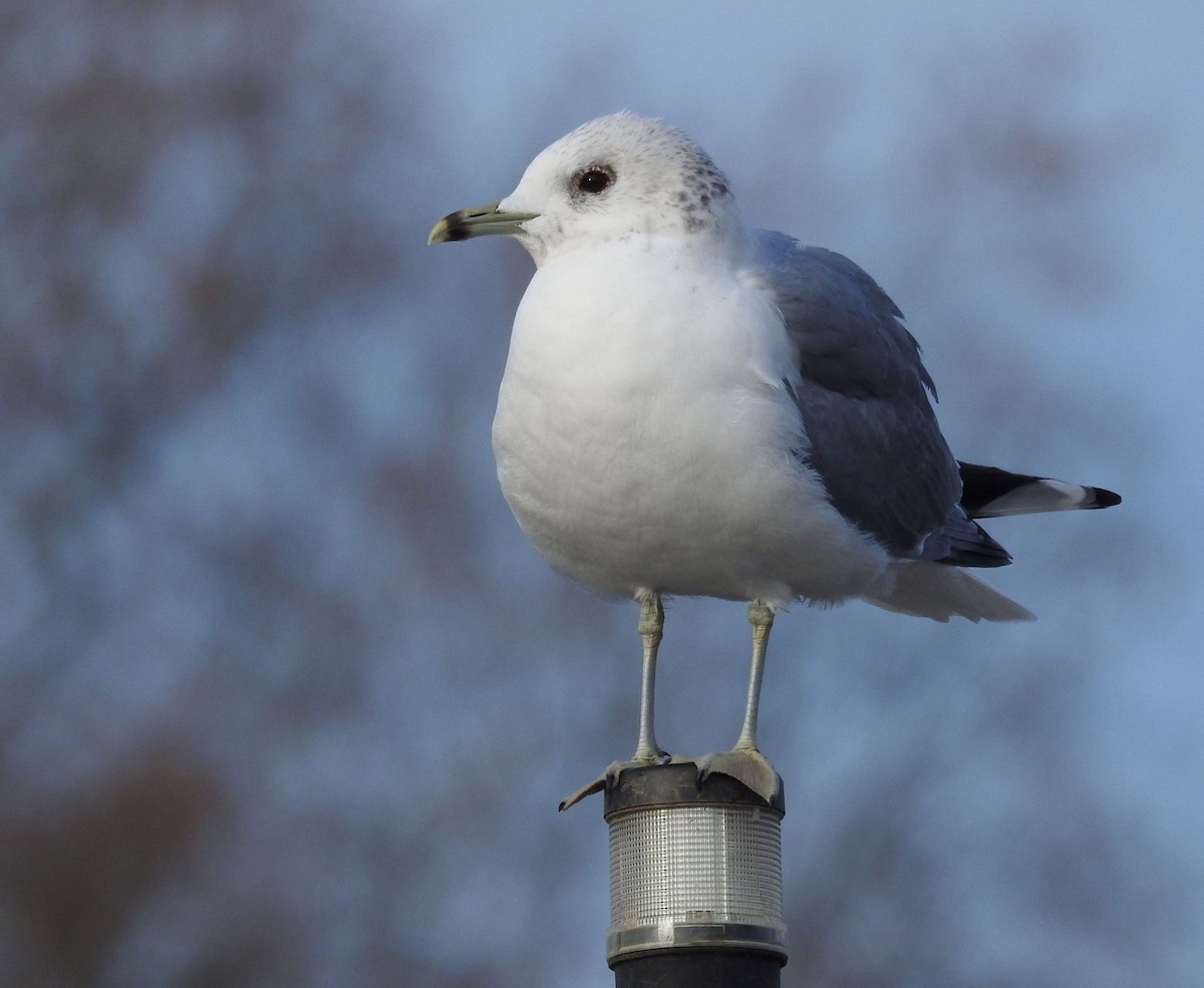 Common Gull - ML540862801