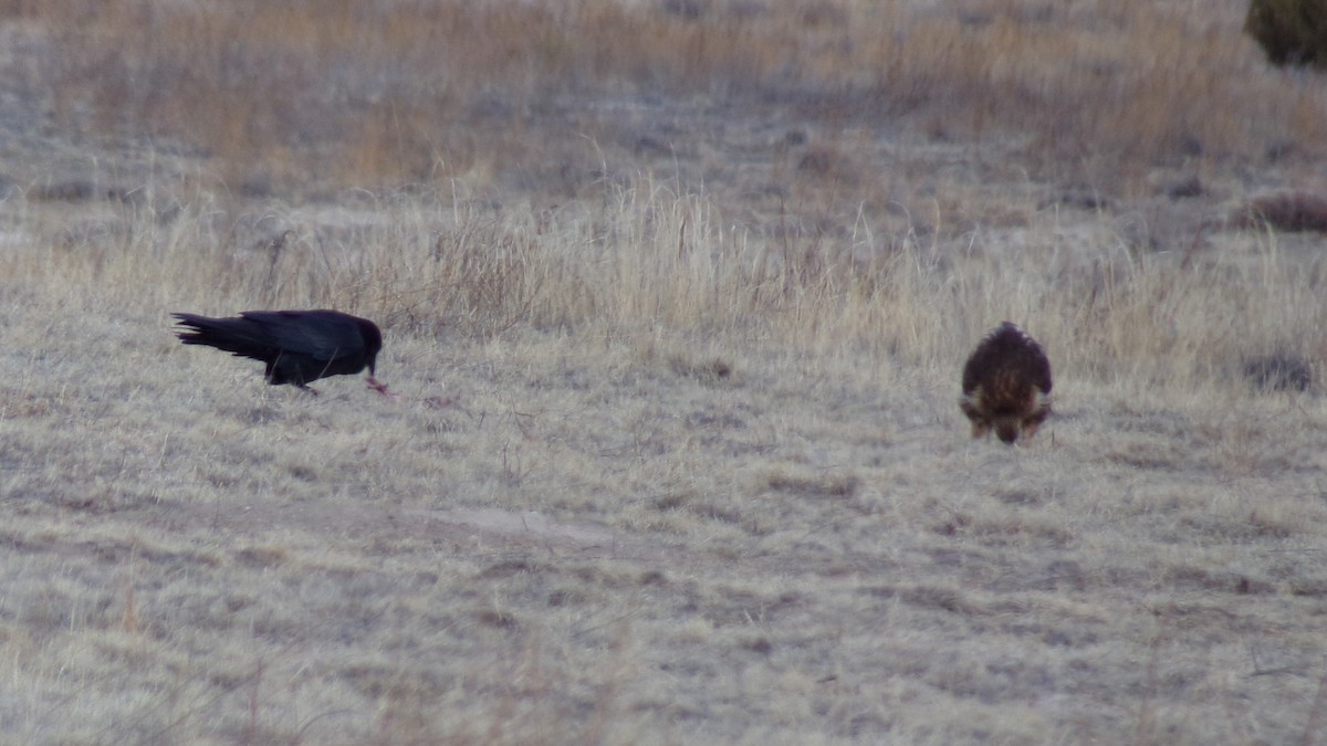American Crow - ML540863691