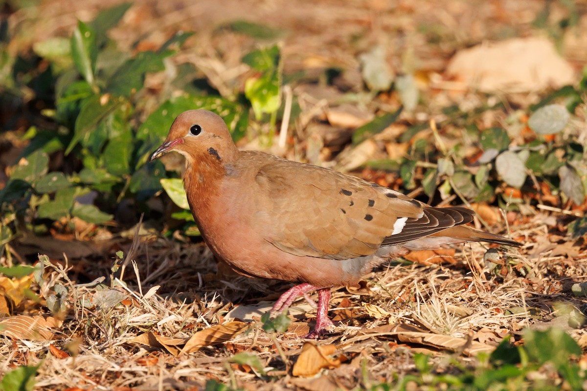 Zenaida Dove - Robert Lewis