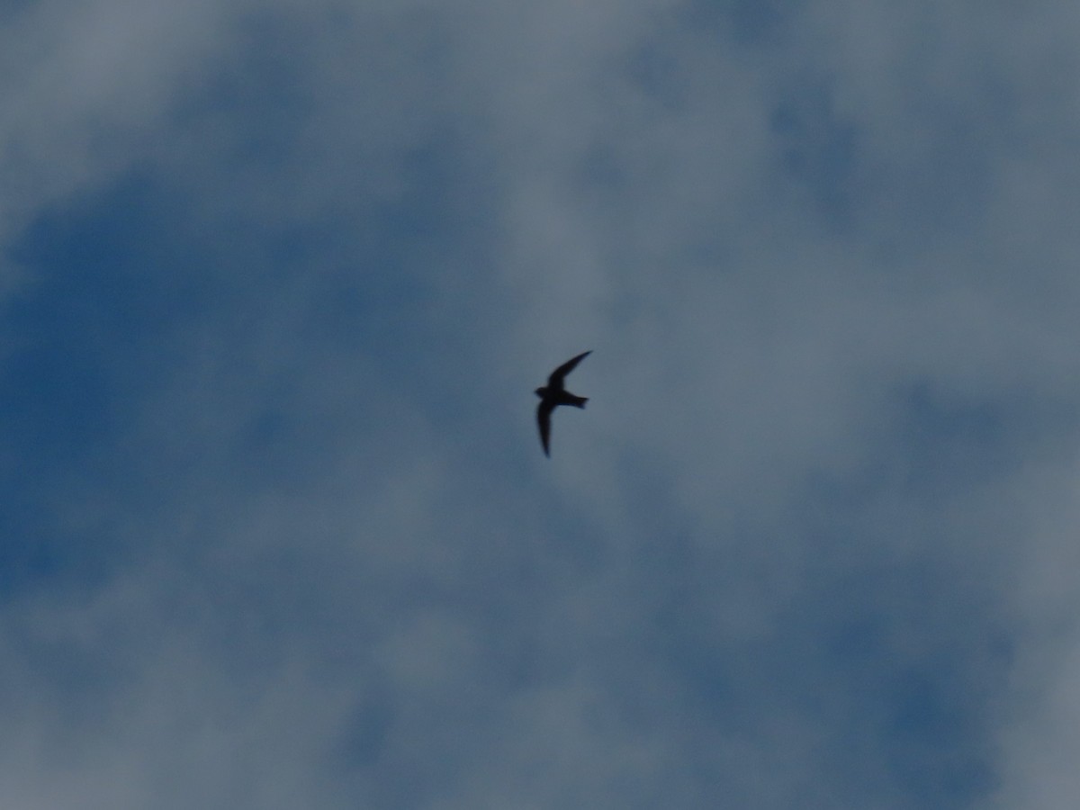 large swift sp. - ML540863951