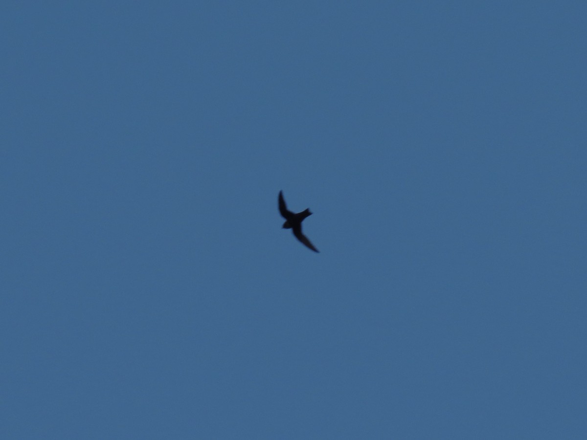 large swift sp. - ML540863961