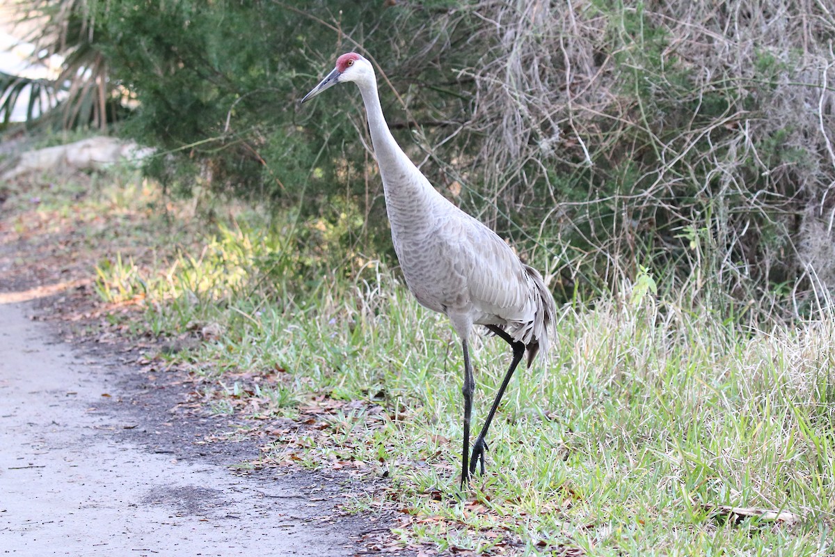 Grulla Canadiense - ML540864221