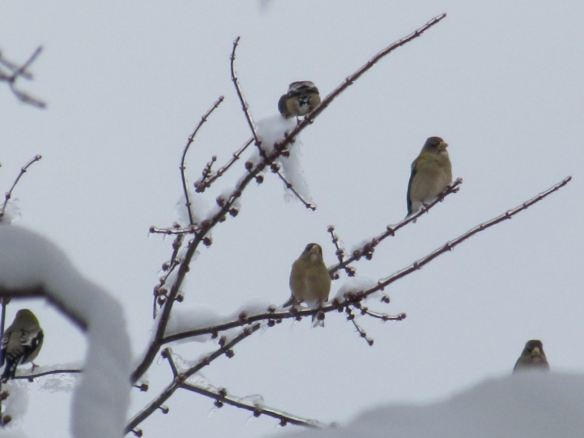 Evening Grosbeak - ML540865241