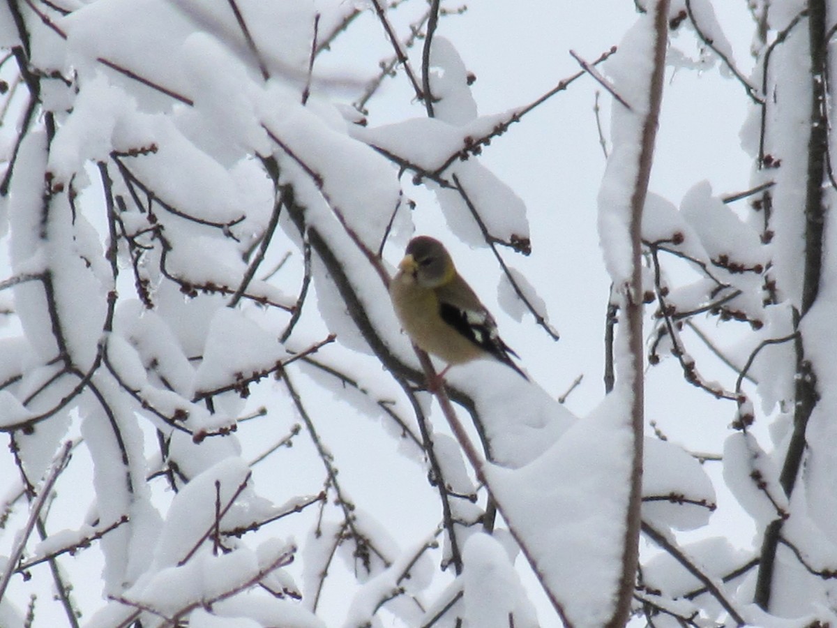 Evening Grosbeak - ML540865251