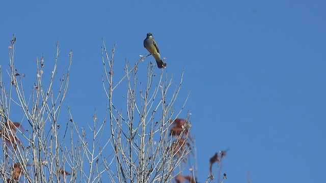 Cassin's Kingbird - ML540865831