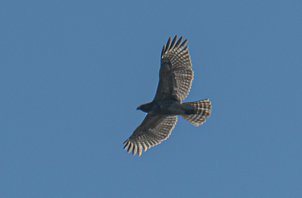 Red-shouldered Hawk - ML540867451