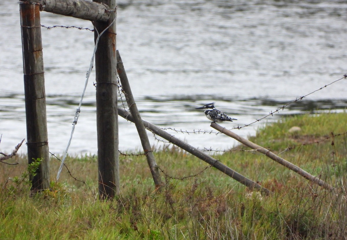 Pied Kingfisher - ML540867711