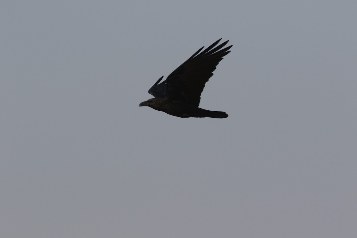 Somali Crow - ML540867931