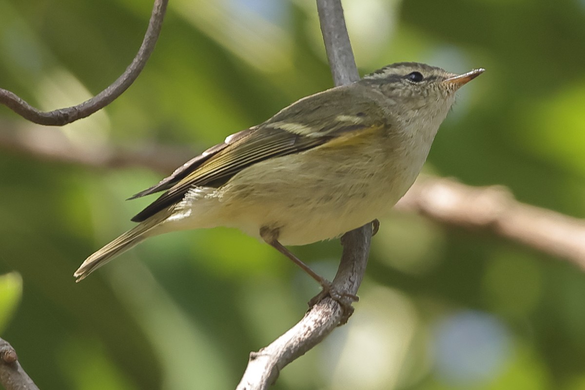 Hume's Warbler - ML540867991