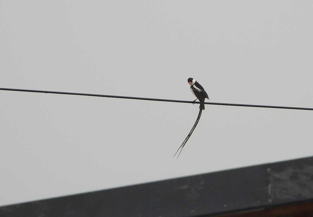Pin-tailed Whydah - ML540868841
