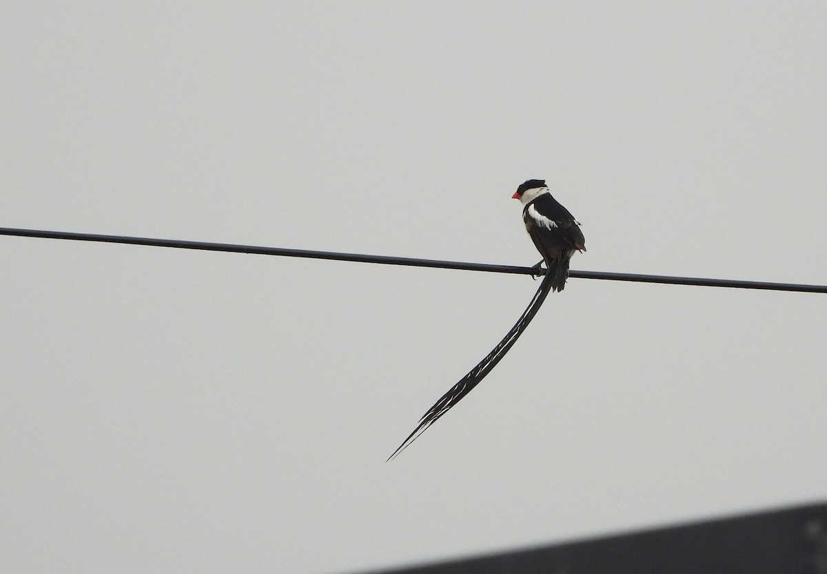 Pin-tailed Whydah - ML540868851