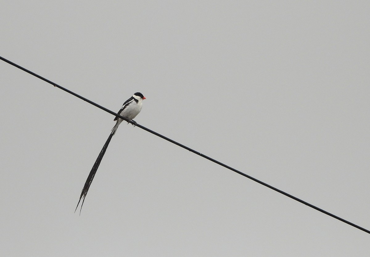 Pin-tailed Whydah - ML540868861