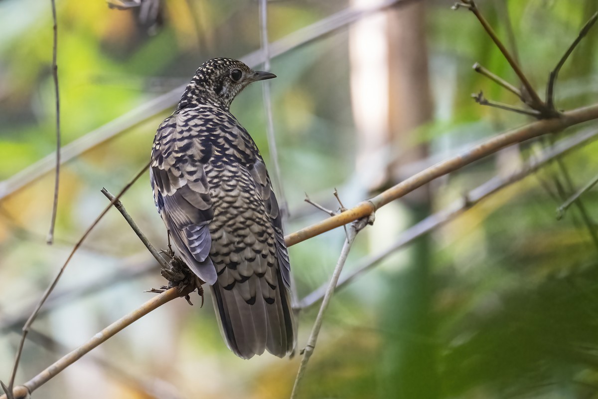 Scaly Thrush - Parthasarathi Chakrabarti