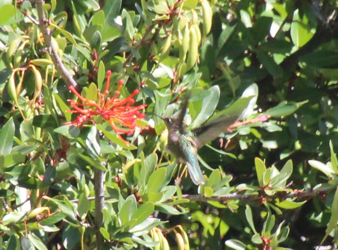 Green-backed Firecrown - ML540869131