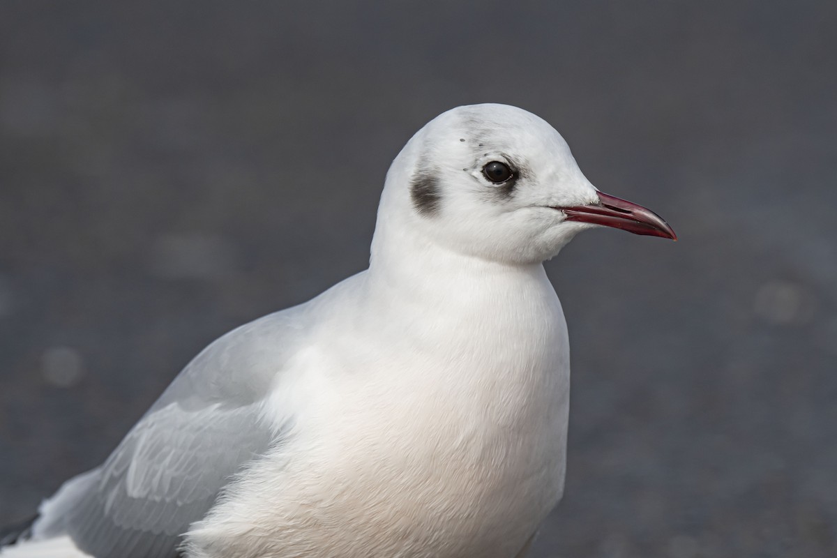 Black-headed Gull - ML540869211