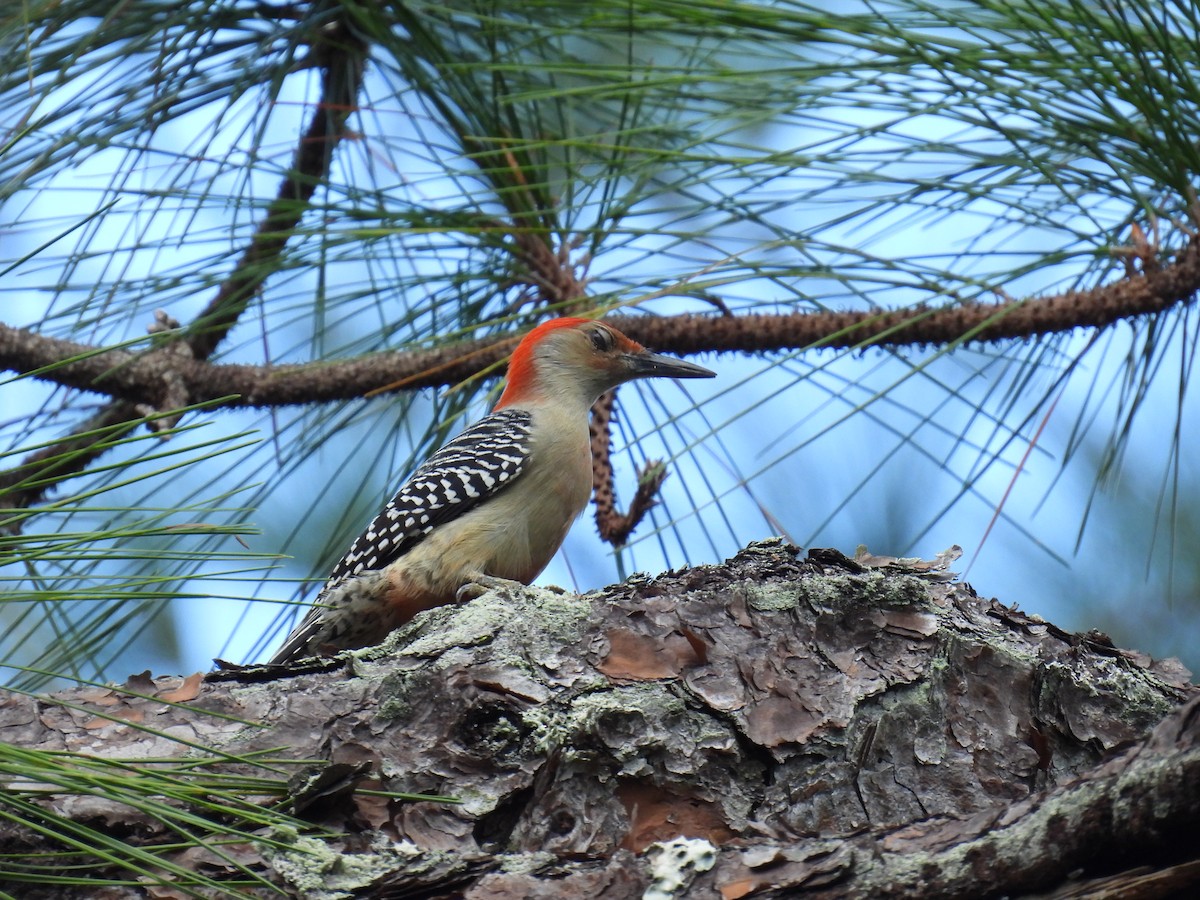 Red-bellied Woodpecker - ML540869251