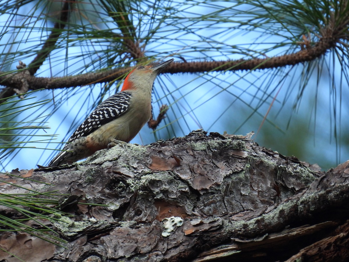 Red-bellied Woodpecker - ML540869261